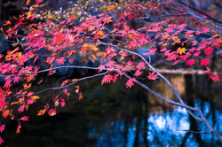 奖励自己的视频软件主界面展示